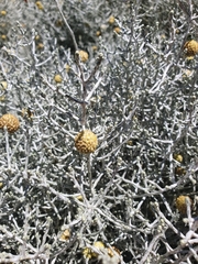 Leucophyta brownii