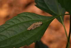 Achrosis fulvifusa