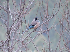 Garrulus lanceolatus