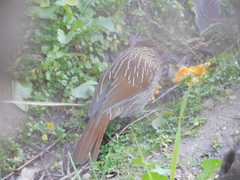 Grammatoptila striata