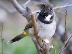 Himalayan Bulbul photo 2