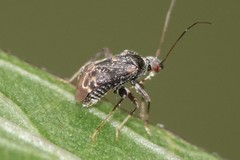 Charagochilus