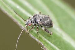 Charagochilus