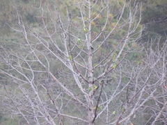 Psittacula himalayana