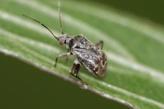 Charagochilus