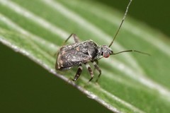 Charagochilus