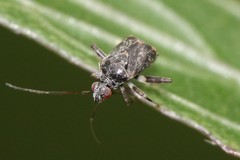 Charagochilus