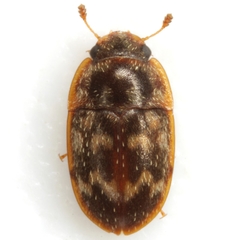 Cryptarcha concinna