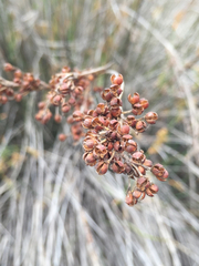 Juncus acutus leopoldii