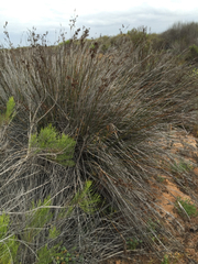 Juncus acutus leopoldii