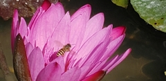 Apis cerana