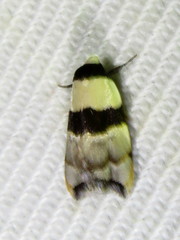 Zonopetala glauconephela