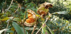 Melastoma sanguineum