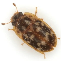 Cryptarcha concinna