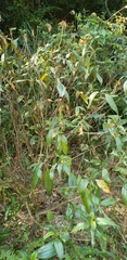 Melastoma sanguineum