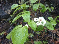 Cornus florida urbiniana