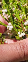 Erica capensis