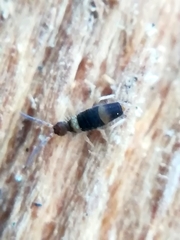 Entomobrya albocincta