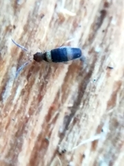 Entomobrya albocincta