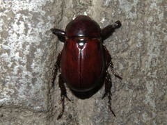 Ancognatha scarabaeoides