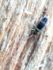 Entomobrya albocincta