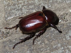 Ancognatha scarabaeoides