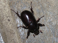 Ancognatha scarabaeoides