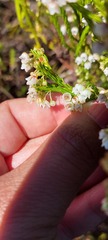 Erica capensis