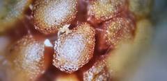 Melastoma sanguineum