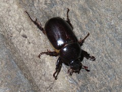 Ancognatha scarabaeoides