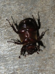 Ancognatha scarabaeoides