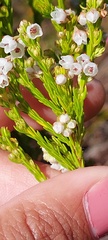 Erica capensis