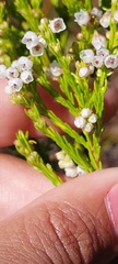 Erica capensis