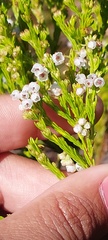 Erica capensis