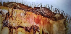 Melastoma sanguineum