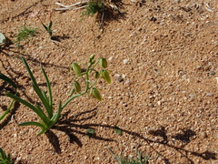 Albuca leucantha