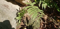 Polypodiopsida