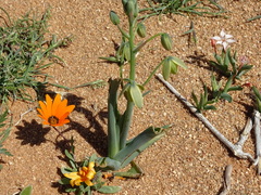 Albuca leucantha