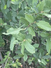 Cordia quercifolia
