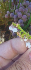 Erica capensis