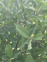 Cordia quercifolia