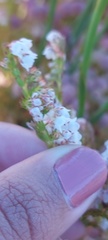 Erica capensis