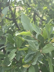 Cordia quercifolia