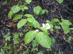 Cornus florida urbiniana