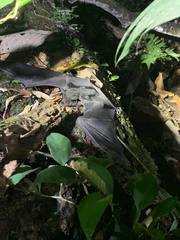 Phyllostomus hastatus