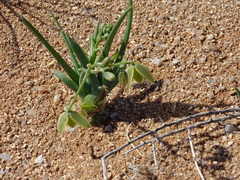 Albuca leucantha