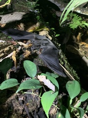 Phyllostomus hastatus