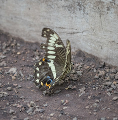 Papilio ophidicephalus