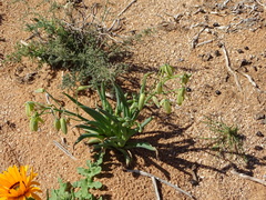 Albuca leucantha