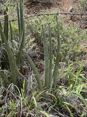 Sansevieria pearsonii